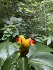 Costus pictus