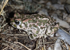 Bufotes viridis viridis