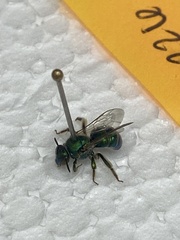 Augochloropsis metallica