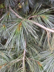 Pinus strobus