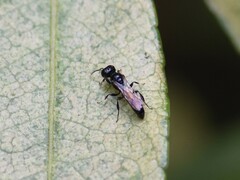 Crossocerus