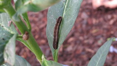 Spodoptera eridania