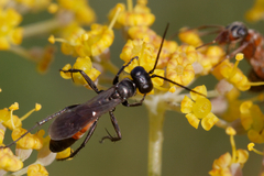 Arachnospila