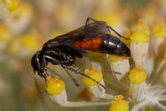 Arachnospila