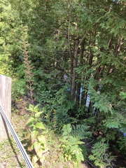 Scrophularia lanceolata