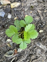 Fragaria