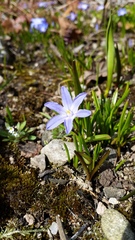 Scilla