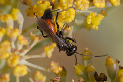 Arachnospila