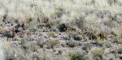 Aloe claviflora