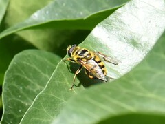 Myathropa florea