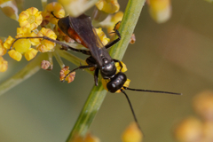 Arachnospila