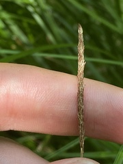 Carex vestita