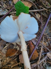 Amanita amerirubescens