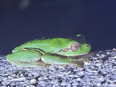 Hyla sarda