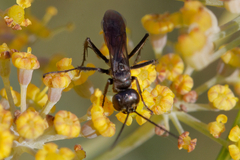 Arachnospila