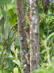 Cebuella niveiventris