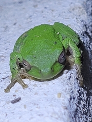 Hyla sarda