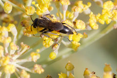 Arachnospila