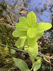 Hypericum virginicum