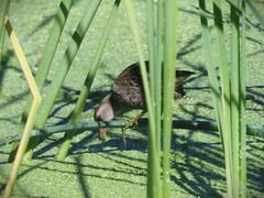 Porzana carolina