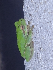 Hyla sarda
