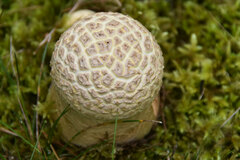 Amanita muscaria