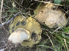 Caloboletus radicans