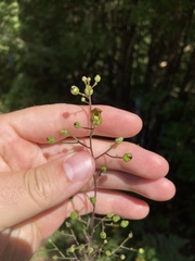 Scrophularia lanceolata