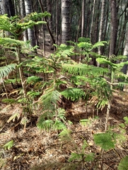 Araucaria