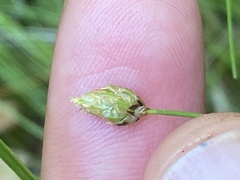 Eleocharis tuberculosa