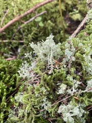Cladonia squamosa