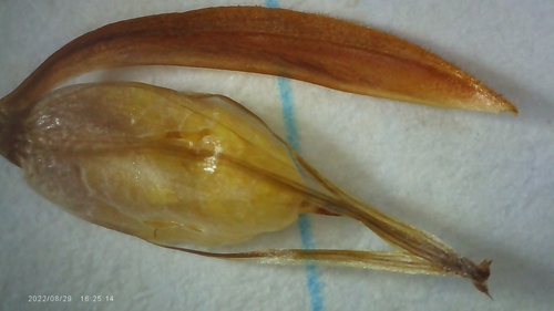 Image of Xyris ambigua by no rights reserved
