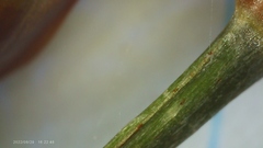 Xyris ambigua