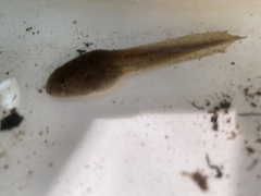 Anura