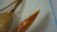 Xyris ambigua