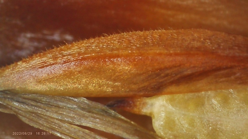 Image of Xyris ambigua by no rights reserved