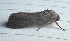 Spodoptera frugiperda
