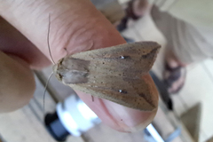 Mythimna albipuncta