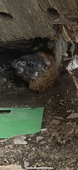 Marmota monax