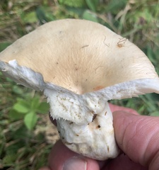 Russulaceae