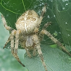 Araneus diadematus