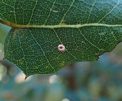 Dryocosmus minusculus