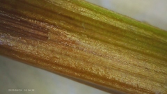 Xyris ambigua