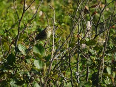 Passerculus sandwichensis