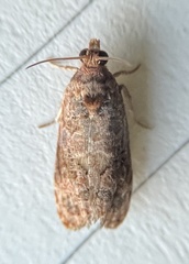 Endothenia