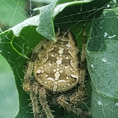 Araneus diadematus