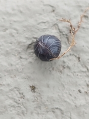 Armadillidium vulgare