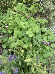Aquilegia canadensis