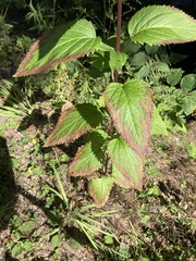 Scrophularia lanceolata