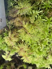 Hylocomium splendens image
